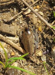 Attēlu rezultāti vaicājumam “Ectobius sylvestris male”