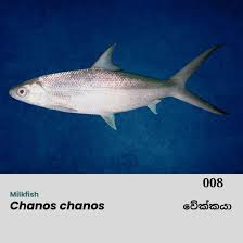 Image result for Chanos chanos
