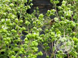 Attēlu rezultāti vaicājumam “Origanum vulgare bud”
