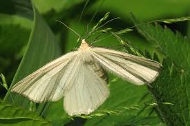 Attēlu rezultāti vaicājumam “Siona lineata”