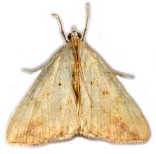 Attēlu rezultāti vaicājumam “Evergestis extimalis”