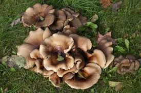 Attēlu rezultāti vaicājumam “Polyporus badius”