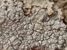 Attēlu rezultāti vaicājumam “Pertusaria coccodes”