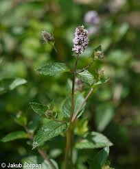 Image result for Menta x piperita