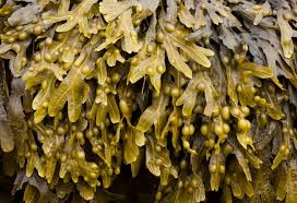 Attēlu rezultāti vaicājumam “Fucus vesiculosus”