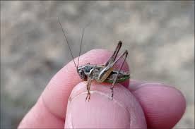 Attēlu rezultāti vaicājumam “Metrioptera brachyptera”