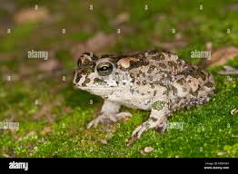 Attēlu rezultāti vaicājumam “Pseudepidalea viridis adult”