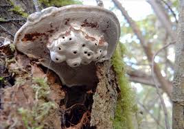 Attēlu rezultāti vaicājumam “Agathomyia wankowiczii”