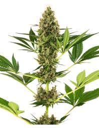 Resultado de imagen para la marihuana channel