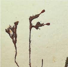 Attēlu rezultāti vaicājumam “Cinclidotus danubicus cells”