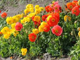 Image result for Papaver nudicaule