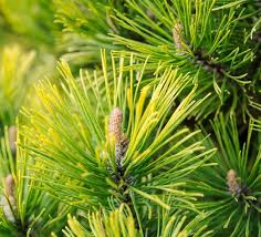 Attēlu rezultāti vaicājumam “Pinus mugo fruit”
