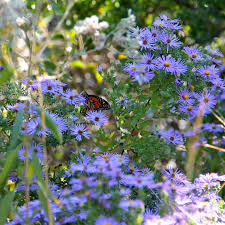 Image result for Aster