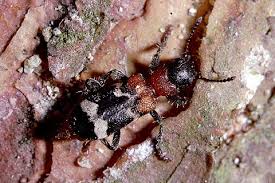 Attēlu rezultāti vaicājumam “Thanasimus formicarius”