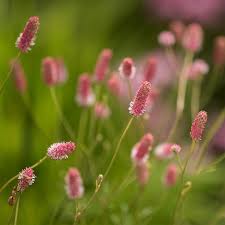 Attēlu rezultāti vaicājumam “Sanguisorba officinalis”