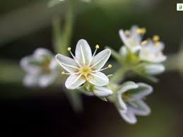 Attēlu rezultāti vaicājumam “Scleranthus perennis flower”