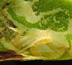 Attēlu rezultāti vaicājumam “Gracillaria syringella larva”