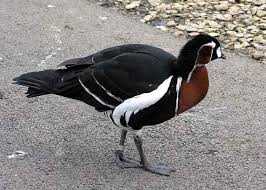 Image result for Branta ruficollis