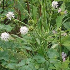 Image result for Succisella inflexa