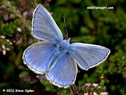 Attēlu rezultāti vaicājumam “Polyommatus icarus male”