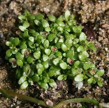 Attēlu rezultāti vaicājumam “Elatinaceae”