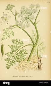 Attēlu rezultāti vaicājumam “Oenanthe aquatica leaf”