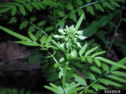 Attēlu rezultāti vaicājumam “Cardamine impatiens”