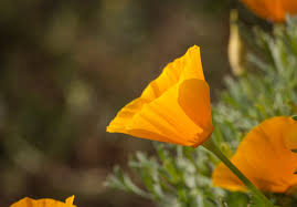 Attēlu rezultāti vaicājumam “Eschscholzia californica flower”