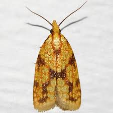 Attēlu rezultāti vaicājumam “Seligeria donniana sporophyte”