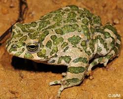 Attēlu rezultāti vaicājumam “Pseudepidalea viridis”