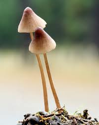 Attēlu rezultāti vaicājumam “Mycena purpureofusca”