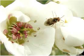 Attēlu rezultāti vaicājumam “Phleum phleoides fruit”