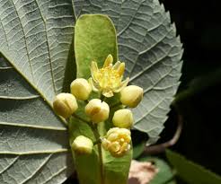 Attēlu rezultāti vaicājumam “Tilia tomentosa flower”