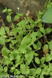 Attēlu rezultāti vaicājumam “Moehringia trinervia bud”