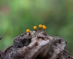 Attēlu rezultāti vaicājumam “Physarum luteolum”