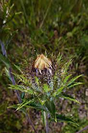 Attēlu rezultāti vaicājumam “Carlina biebersteinii”