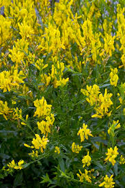 Image result for Genista tinctoria