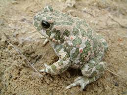 Attēlu rezultāti vaicājumam “Pseudepidalea viridis”