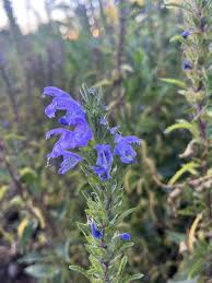 Image result for Dracocephalum moldavicum