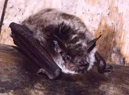 Attēlu rezultāti vaicājumam “Myotis dasycneme”