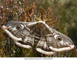 Attēlu rezultāti vaicājumam “Saturnia pavonia female”