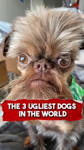 Image result for ugliest dog