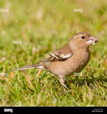 Attēlu rezultāti vaicājumam “Fringilla coelebs female”