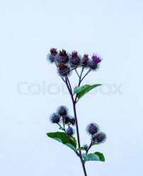 Attēlu rezultāti vaicājumam “Arctium tomentosum flower”