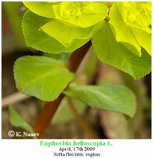 Attēlu rezultāti vaicājumam “Euphorbia helioscopia leaf”