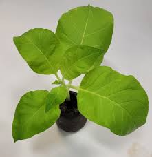 Attēlu rezultāti vaicājumam “Nicotiana tabacum fruit”