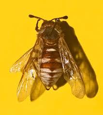 Attēlu rezultāti vaicājumam “Cimbex luteus”