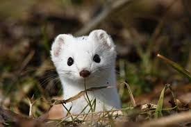 Attēlu rezultāti vaicājumam “Mustela erminea”