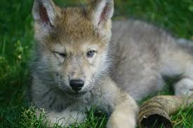 Image result for Westgate Wolves A.R.L.F.C.