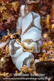 Attēlu rezultāti vaicājumam “Diderma umbilicatum plasmodium”